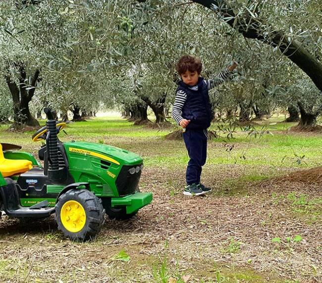Olio Extra Vergine di Oliva Terre Palmiero