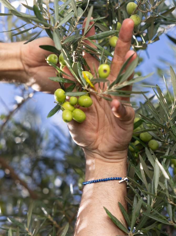Terre Palmiero Azienda 02